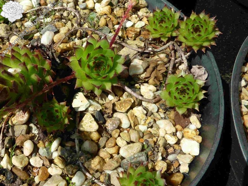 marmoreum from Bjelasica