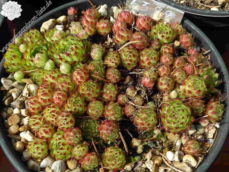 fauconnetii (x chavinii)