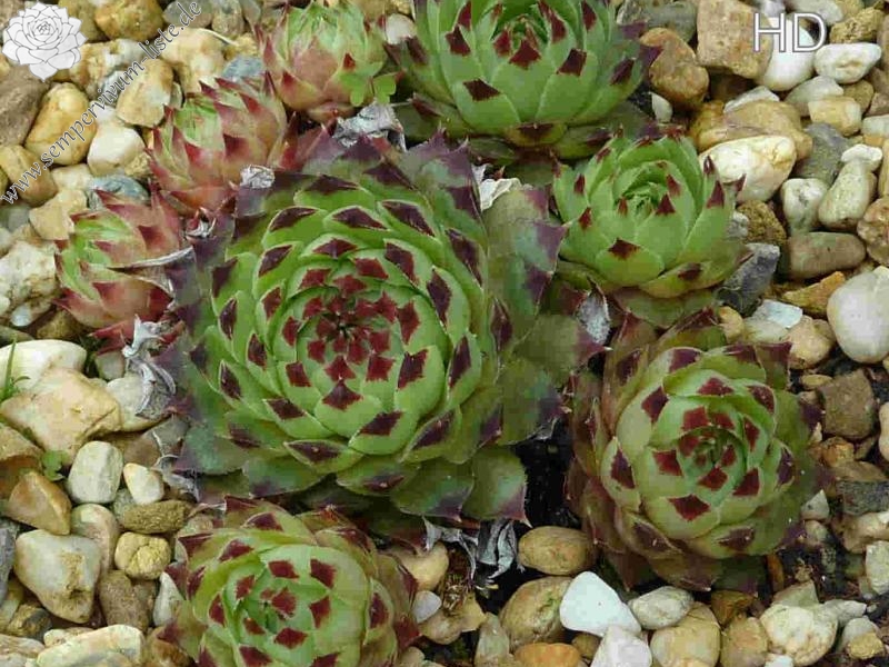 calcareum from Cheiron 2