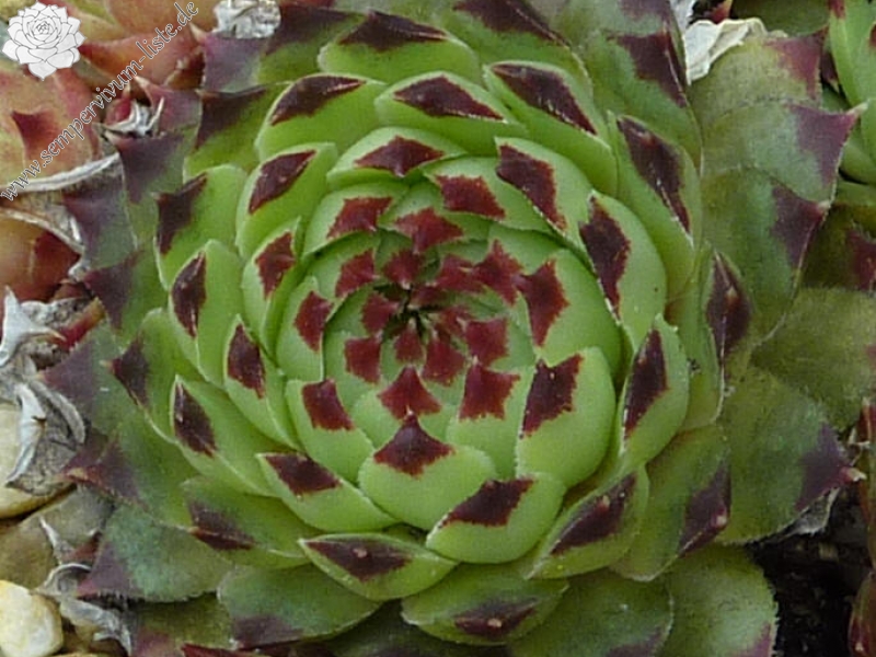 calcareum from Cheiron 3