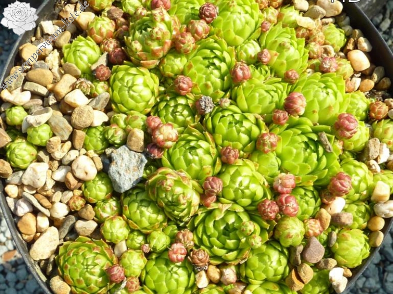 globiferum ssp. hirtum (tatrensis) from Chrudimska