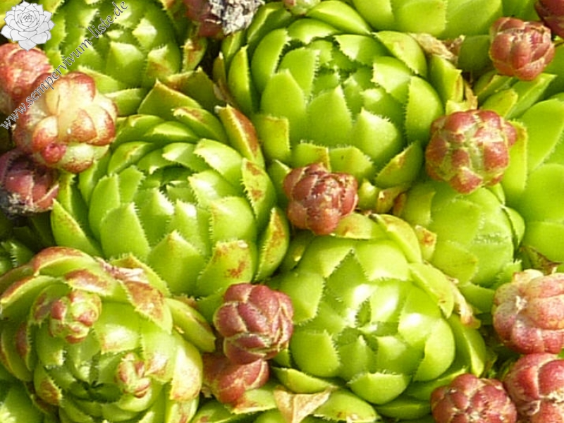 globiferum ssp. hirtum (tatrensis) from Chrudimska