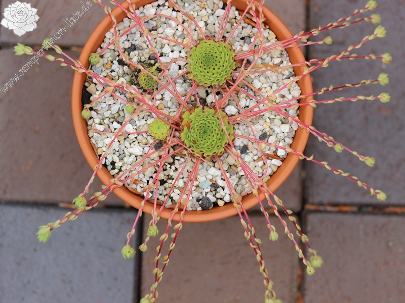 ciliosum ssp. octopodes