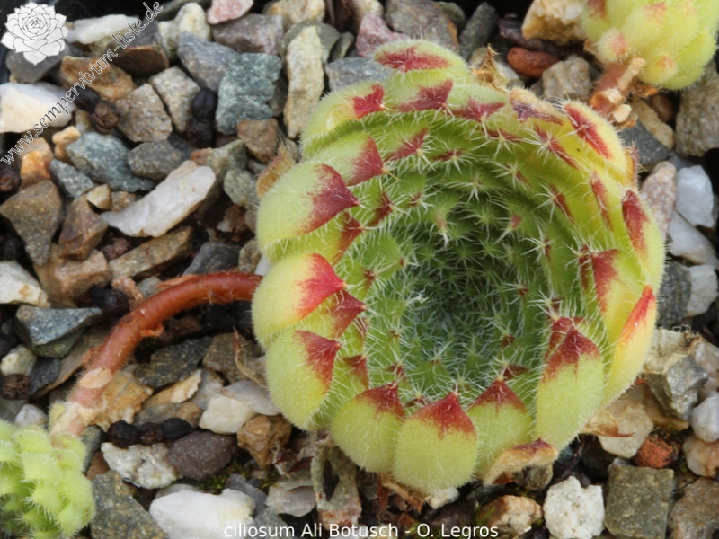 ciliosum from Ali Botusch