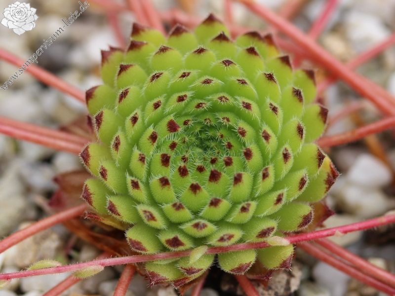 ciliosum ssp. octopodes
