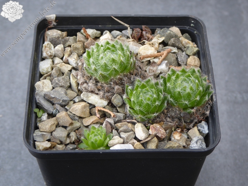 ciliosum ssp. ciliosum (galicicum) from Magaro, NO Abhang