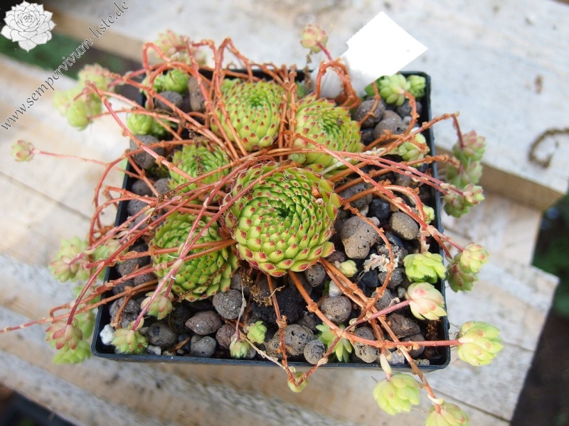 erh. v. G. Versteegh