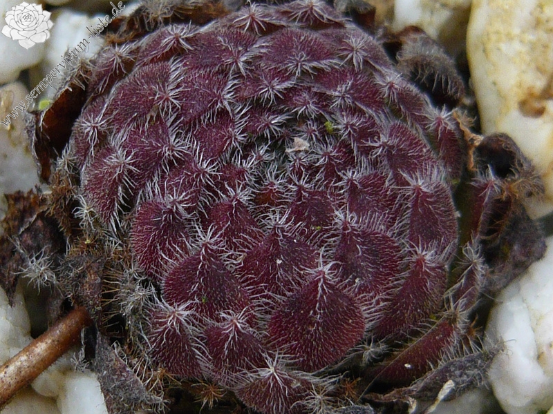 ciliosum from Orelek