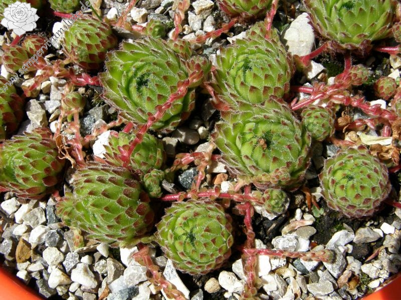 ciliosum from Orelek