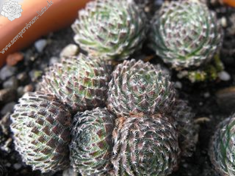 ciliosum from Orelek