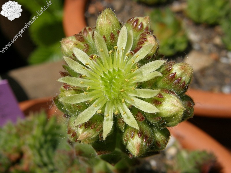 ciliosum from Orelek