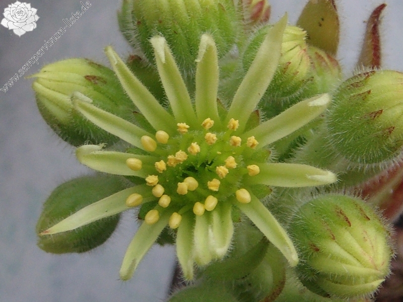 ciliosum from Orelek