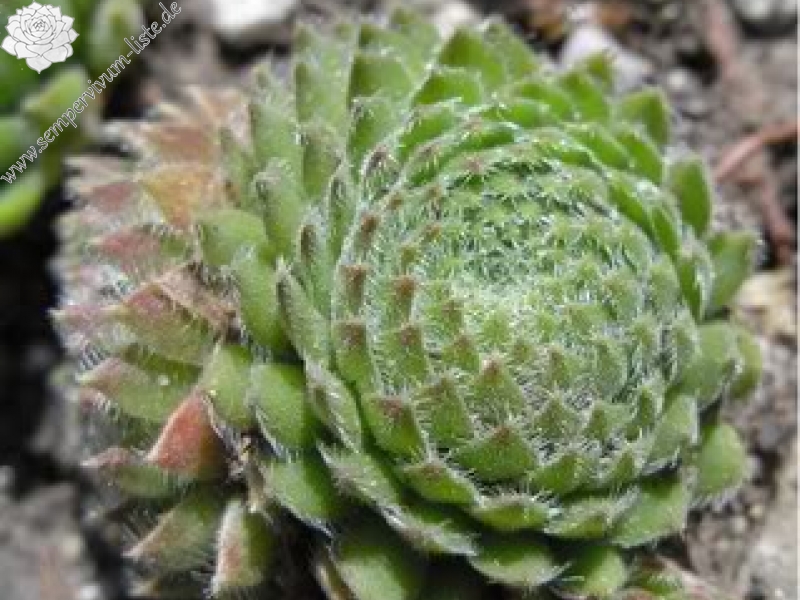 ciliosum from Orelek