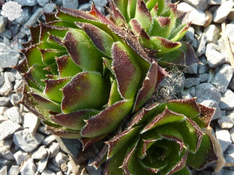 heuffelii from Ciorci