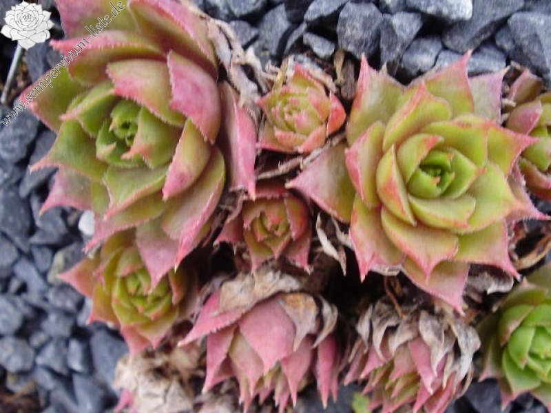 comollii (albidum)