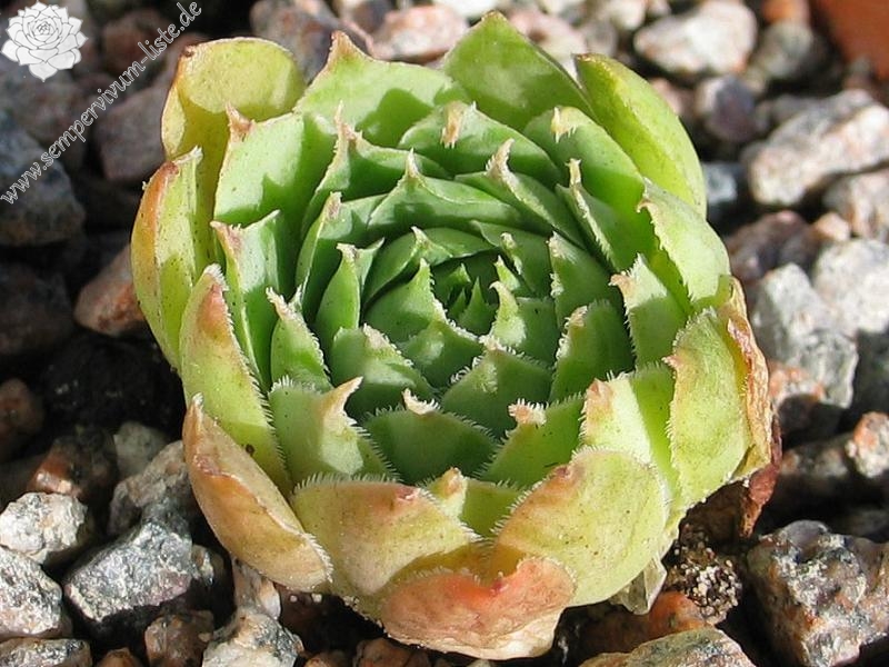 comollii (albidum)