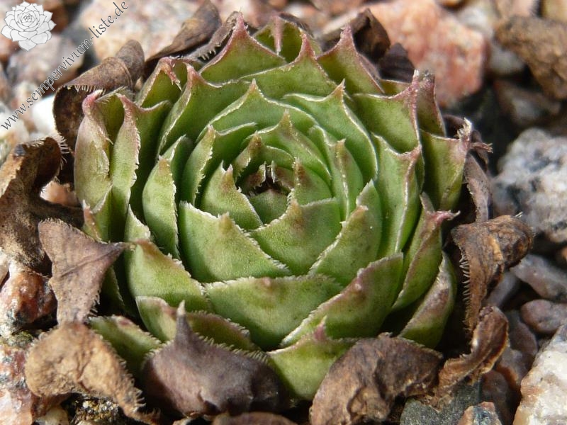 comollii (albidum)