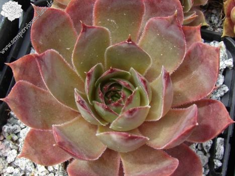 comollii (x calcaratum)