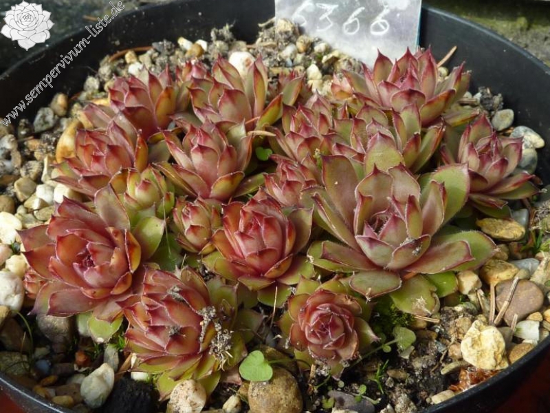 comollii (x calcaratum)