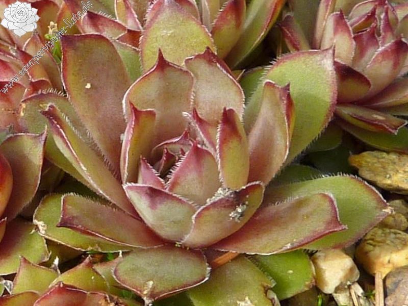 comollii (x calcaratum)