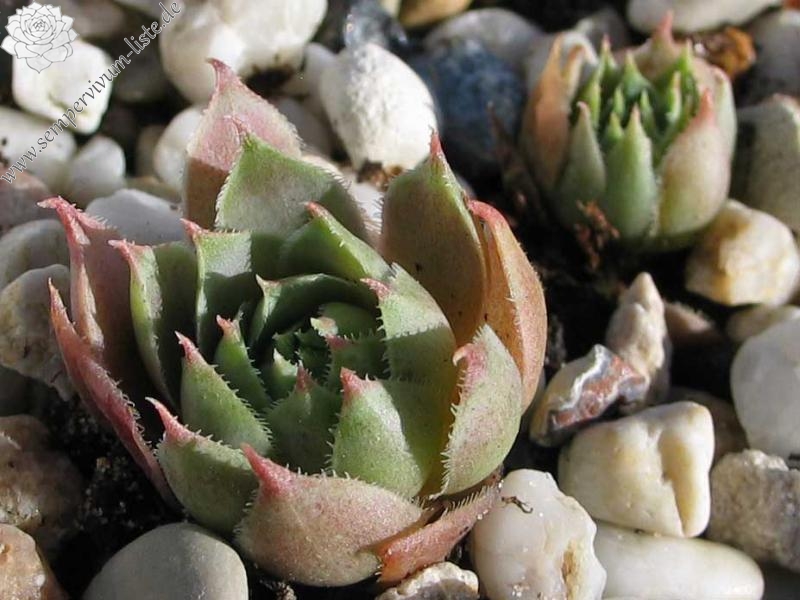 comollii (x calcaratum)