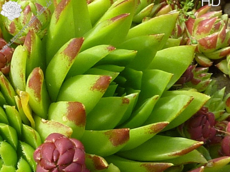globiferum ssp. hirtum from Corongis