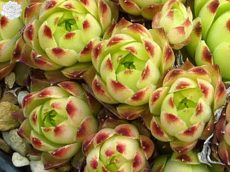 calcareum from Créolières les Neiges