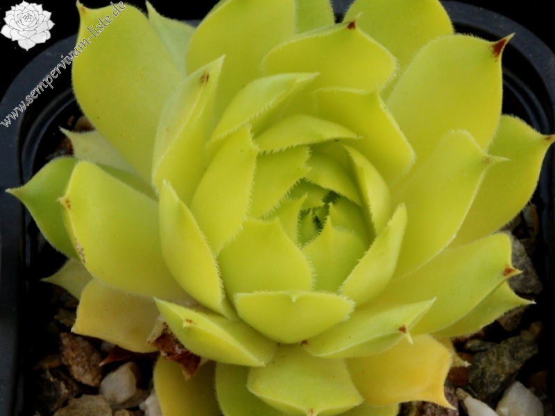 "calcareum (""pale form"") 3