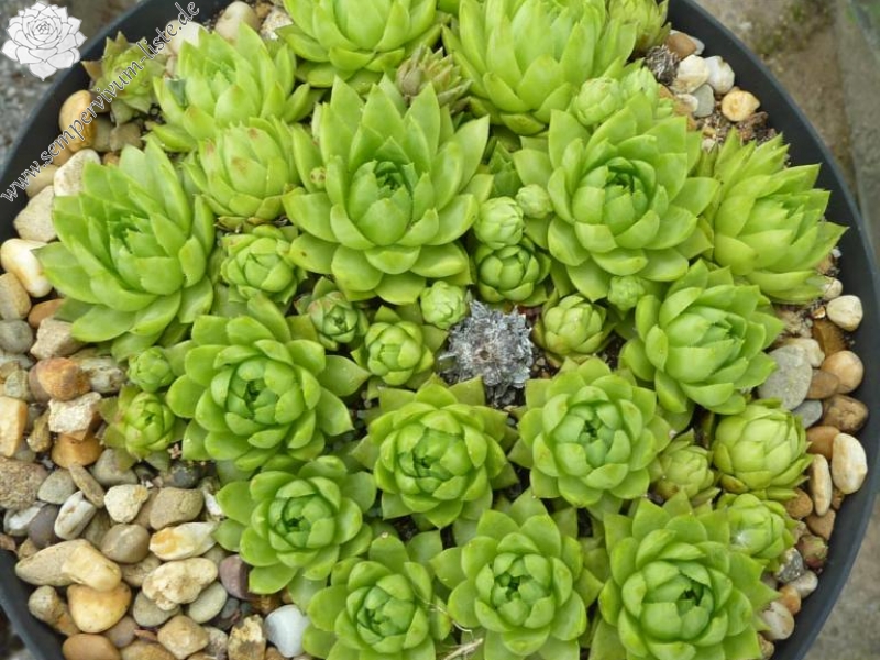 globiferum ssp. hirtum (tatrensis) from Czerwone Skaly