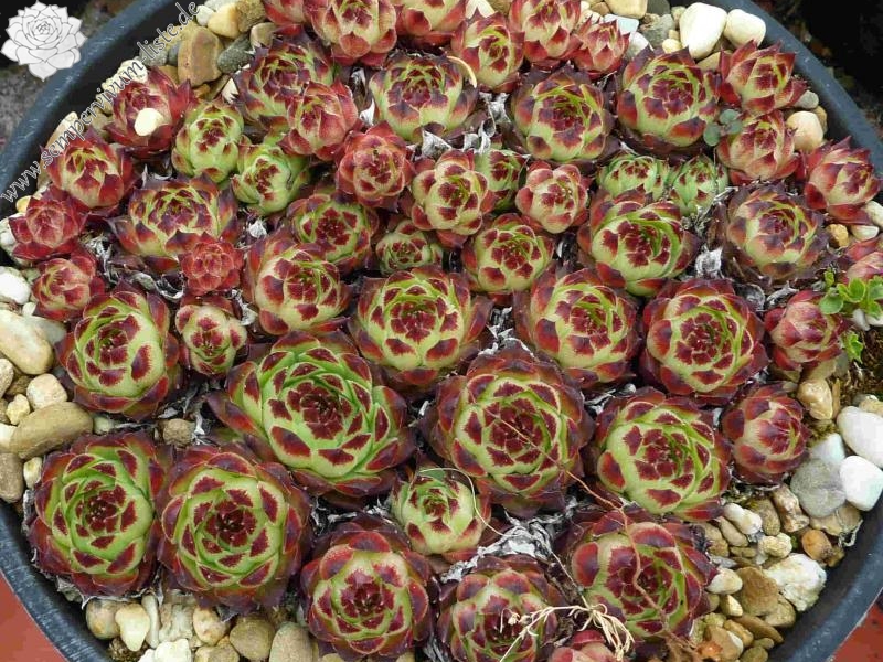 calcareum from Daluis