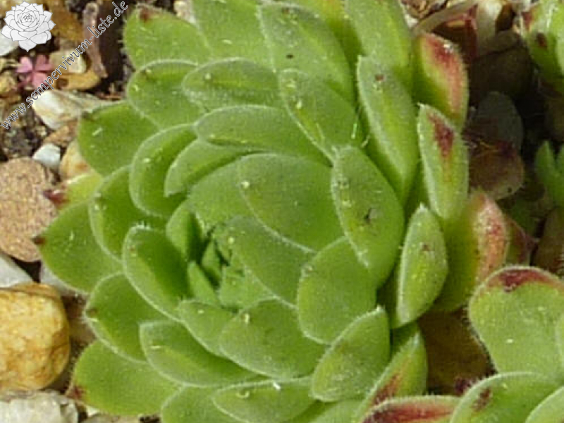 davisii from Olgunlar (Typ B)