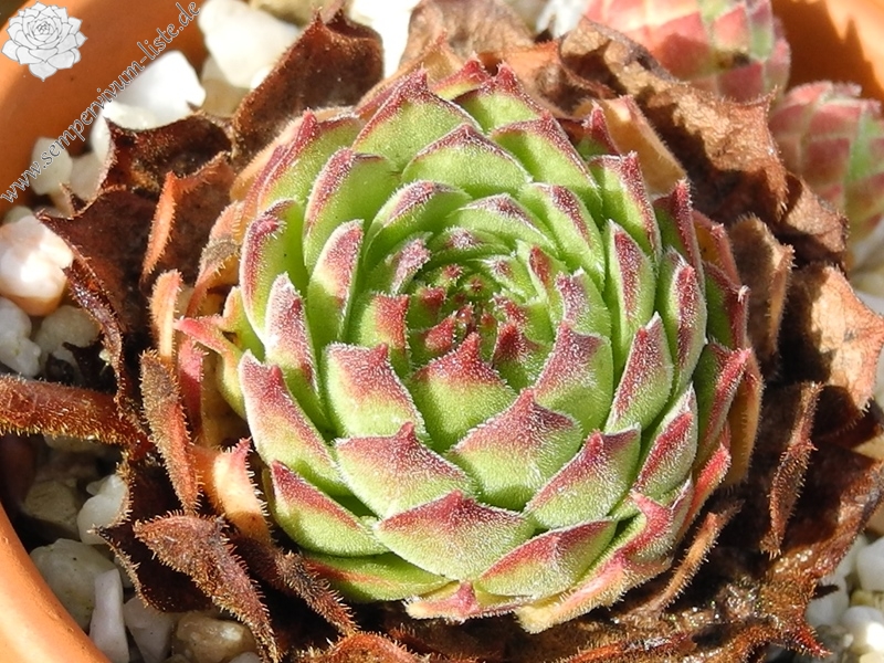 davisii from road Artvin to Ardahan