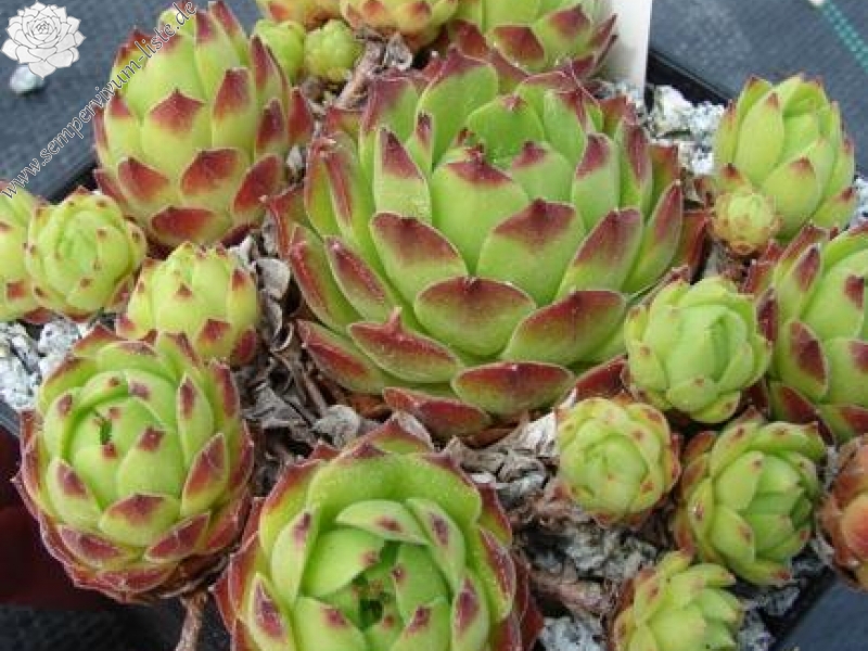 davisii from road Artvin to Ardahan