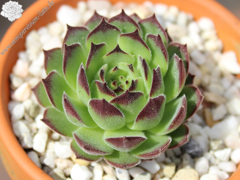 davisii from road Artvin to Ardahan