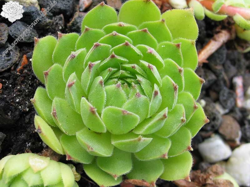 davisii from road Artvin to Ardahan