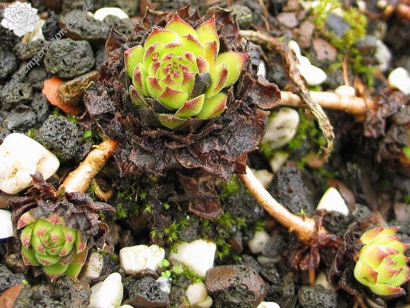 davisii from road Artvin to Ardahan