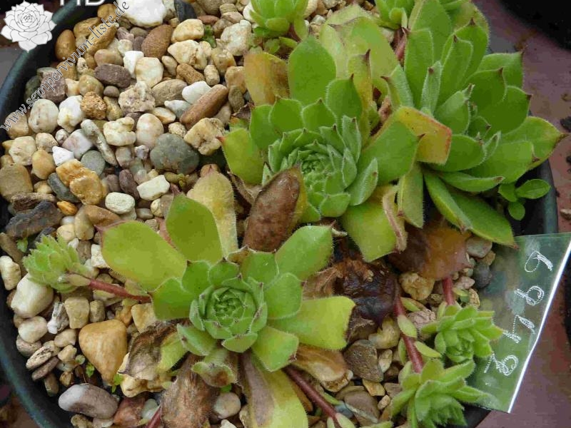 davisii from road Ispir to Yusufeli