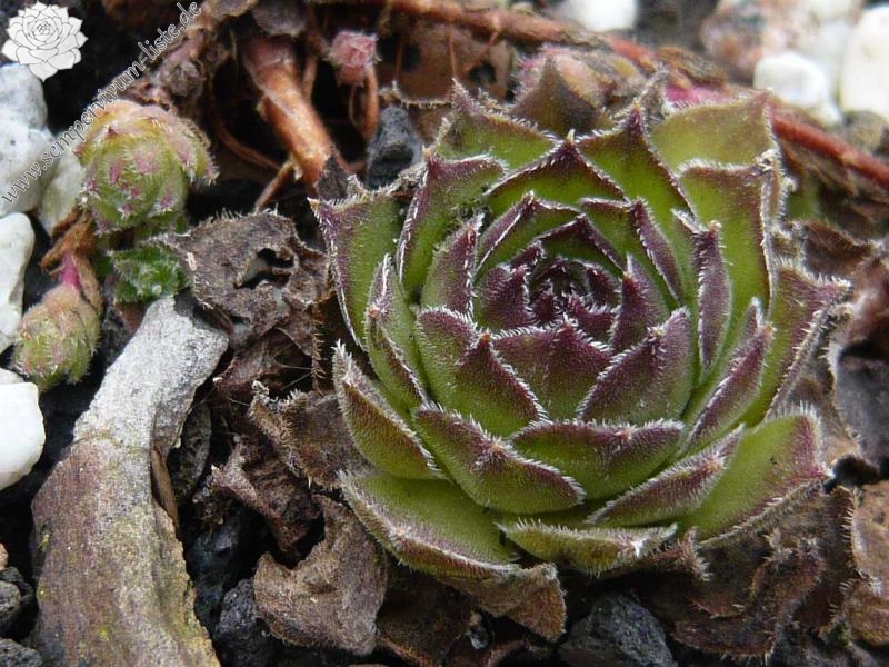 davisii from road Ispir to Yusufeli