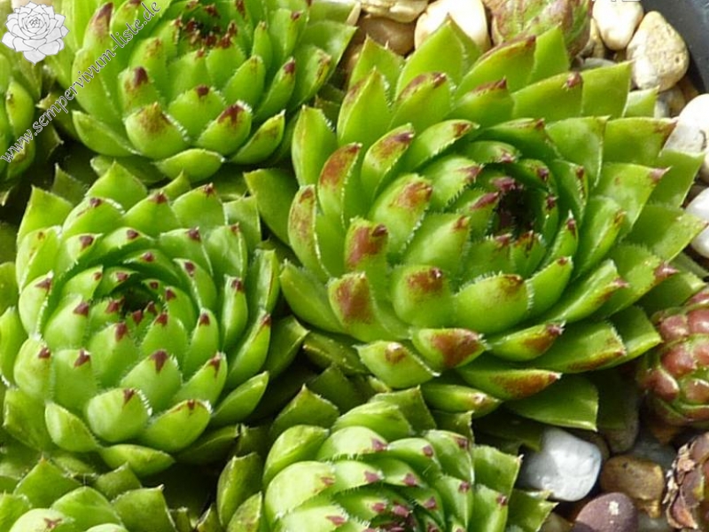 globiferum ssp. hirtum from Dobsinska Masa