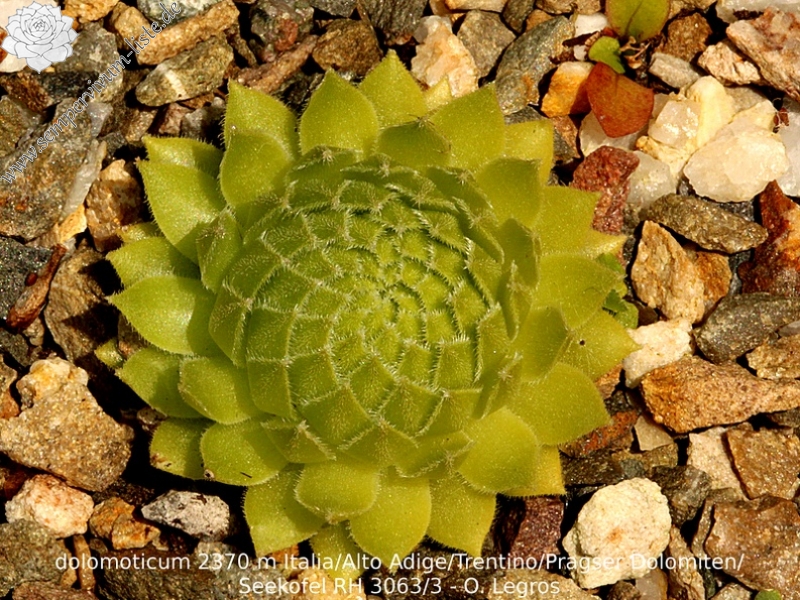 dolomiticum from Alto Adige