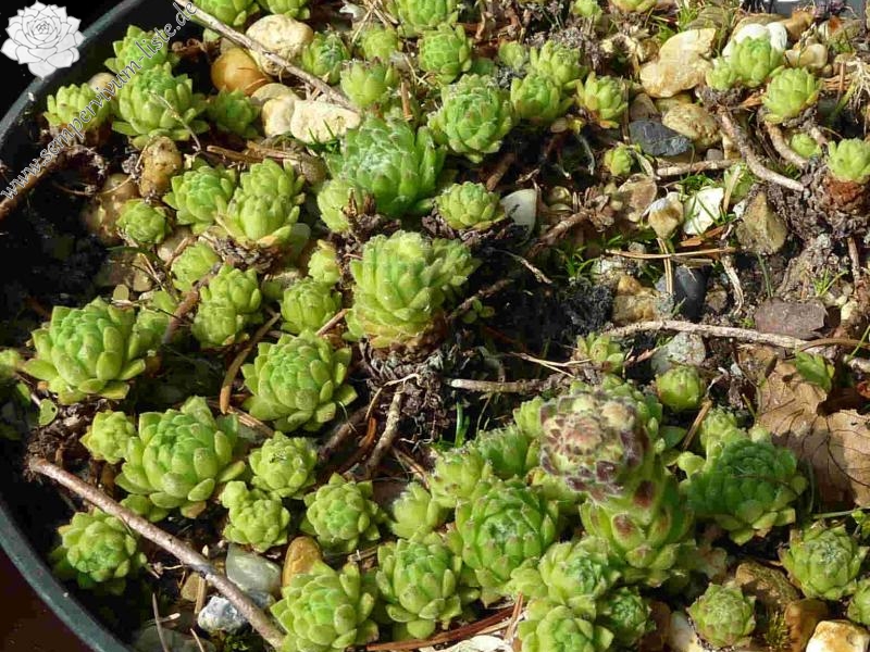 dolomiticum from Monte Tonale
