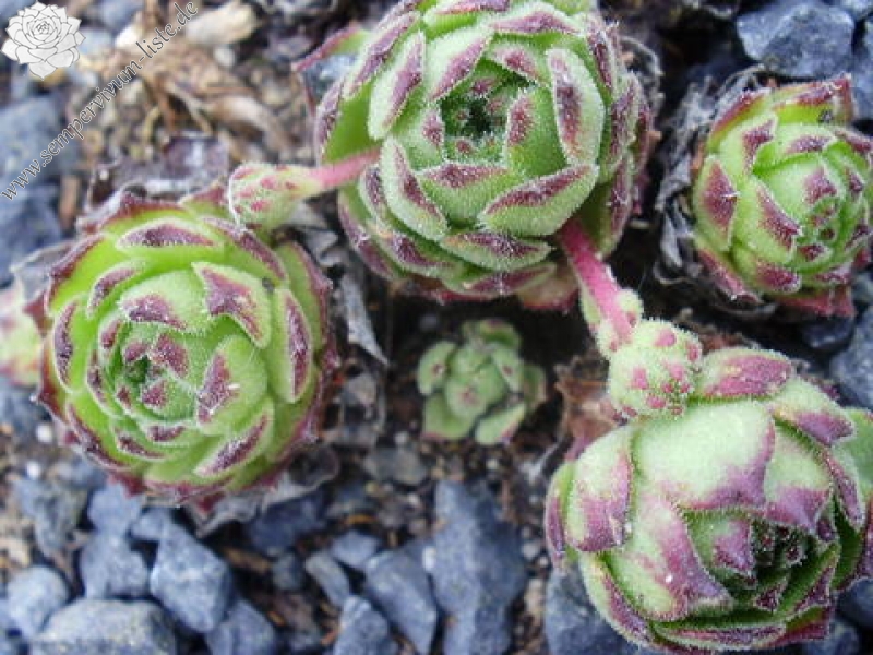 dolomiticum from Pragser Dolomiten