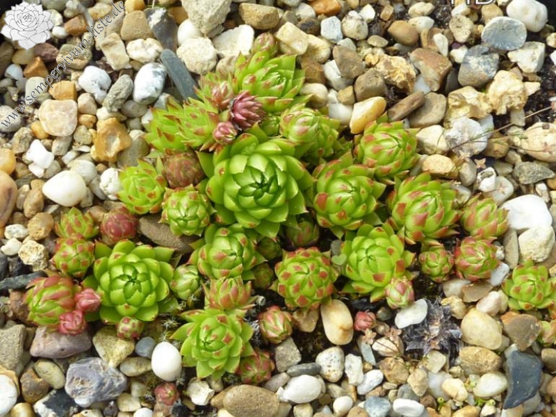 globiferum ssp. hirtum (tatrensis) from Ďumbier