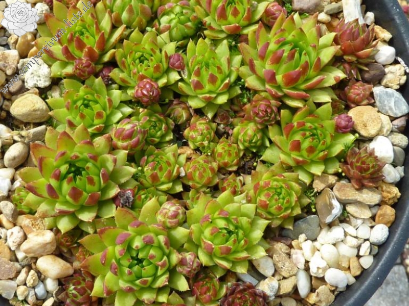 globiferum ssp. hirtum from Dunajec-Durchbruch