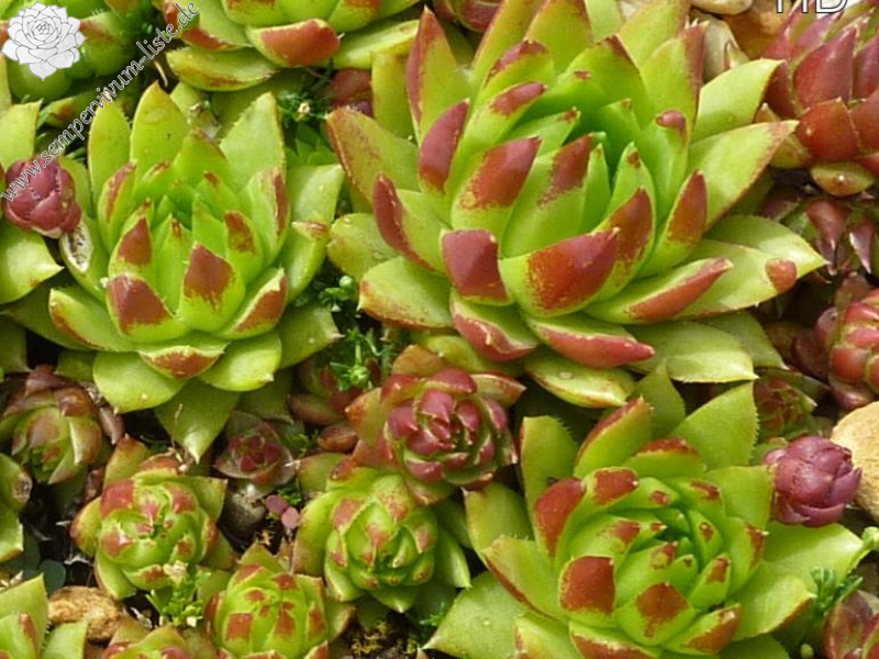 globiferum ssp. hirtum from Dunajec-Durchbruch