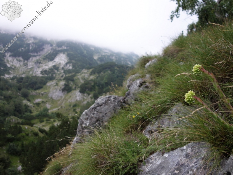 heuffelii from Durmitor NP