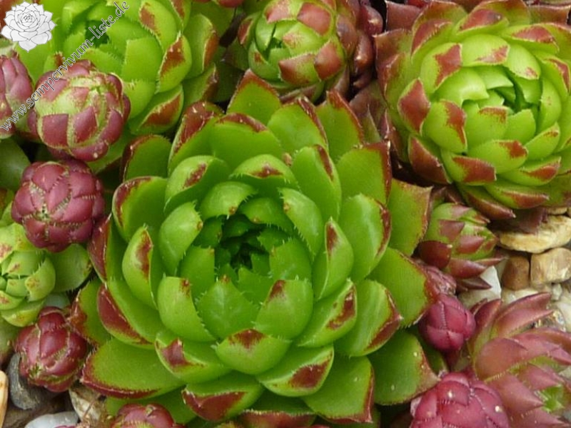 globiferum ssp. hirtum from Eiger