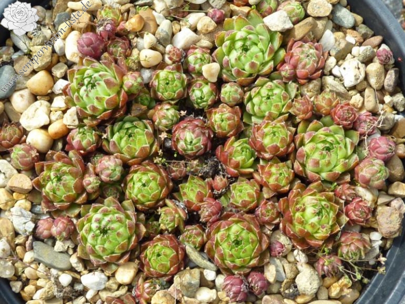 globiferum ssp. hirtum from Eisenerzer Alpen