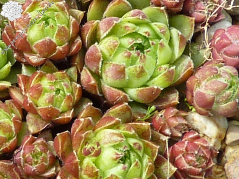 globiferum ssp. hirtum from Eisenerzer Alpen