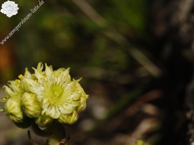 ekimii from Küçükdeniz Gölü NW